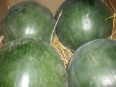 Egyptian Watermelon